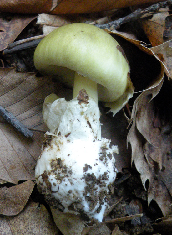 Amanita con loro spore